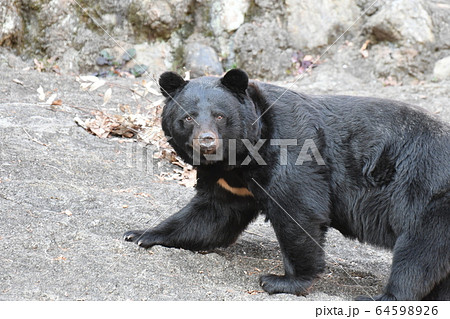 ツキノワグマ31 ツキノワグマ31 64598926