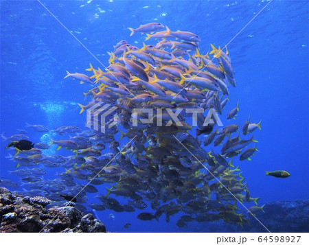 ヨスジフエダイの群れ その② ヨスジフエダイの群れ その② 64598927