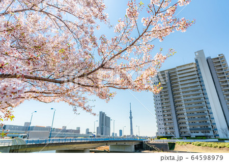 東京の春 汐入公園の桜並木 東京の春 汐入公園の桜並木 64598979