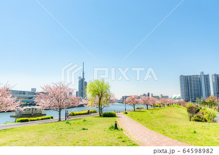東京の春　汐入公園の桜並木 64598982