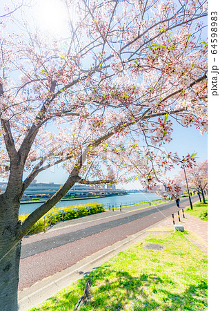 東京の春 汐入公園の桜並木 東京の春 汐入公園の桜並木 64598983