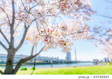 東京の春 汐入公園の桜並木 東京の春 汐入公園の桜並木 64598985