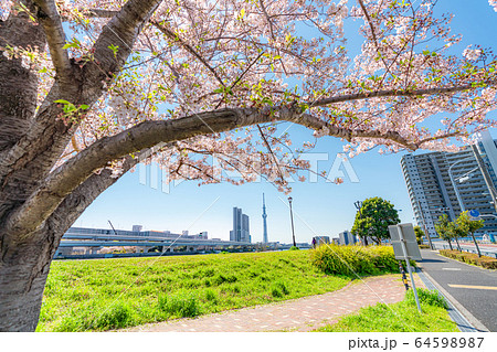 東京の春 汐入公園の桜並木 東京の春 汐入公園の桜並木 64598987
