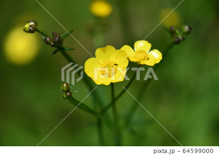 ウマノアシガタ 64599000