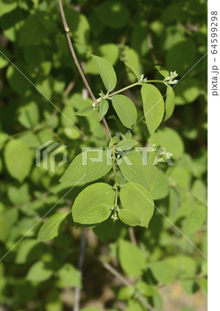 Sweet mock orange Sweet mock orange 64599298