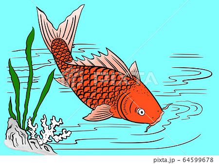 魚 魚類 サカナ 64599678