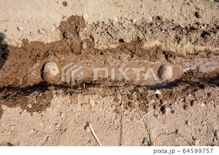 里芋の栽培・植え付け 里芋の栽培・植え付け 64599757