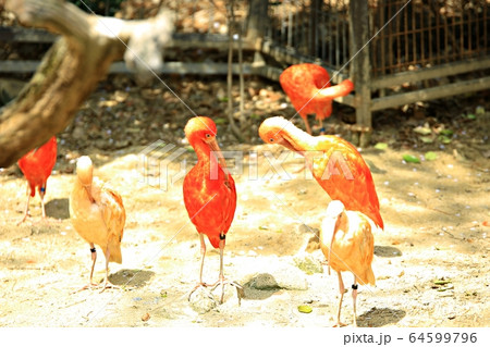 容認 エバーランド スポーツ 64599796