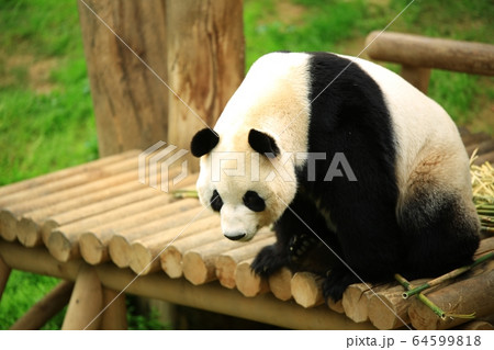 容認 エバーランド スポーツ 64599818