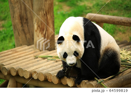 動物 容認 エバーランド 64599819