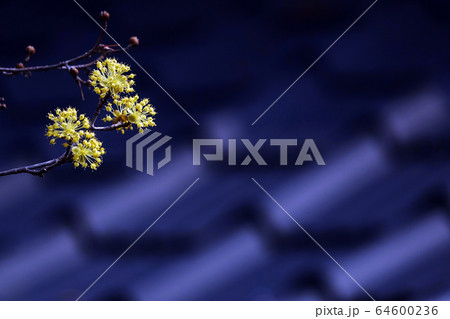 サンシュユ 求礼 求礼郡 64600236