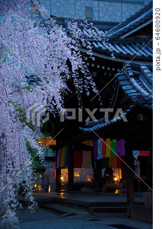 六角堂頂法寺2020桜 64600920