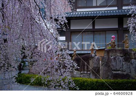 六角堂頂法寺2020桜 六角堂頂法寺2020桜 64600928