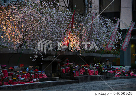 六角堂頂法寺2020桜 64600929