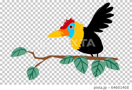 インドネシアの原色の鳥、アカコブサイチョウ インドネシアの原色の鳥、アカコブサイチョウ 64601408