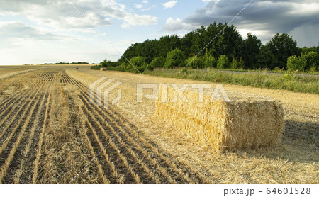 A Haystack field agricultural crop and wheat A Haystack field agricultural crop and wheat 64601528