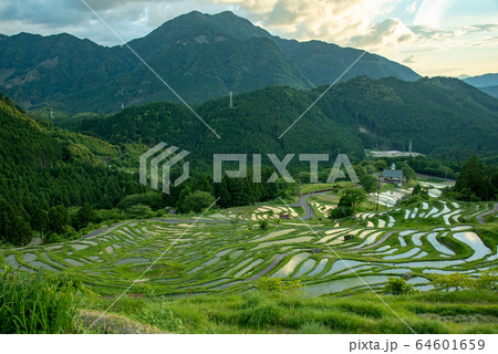 三重県　初夏の丸山千枚田 64601659