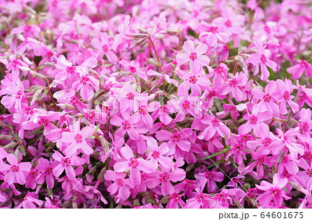 芝桜 芝桜 64601675