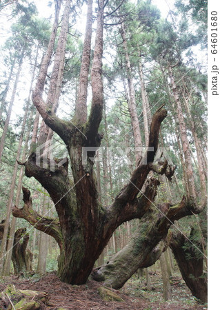 板取村21世紀の森の株杉 板取村21世紀の森の株杉 64601680