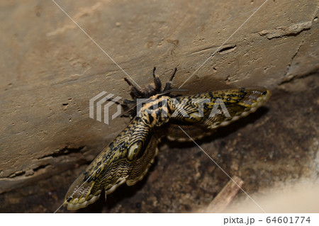 イボタガ 64601774