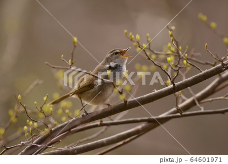 ウグイス 64601971