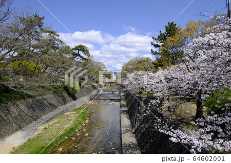 西宮の桜の名所 夙川オアシスロードの写真素材 [64602001] - PIXTA