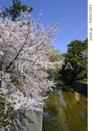 西宮の桜の名所 夙川オアシスロード 64602003