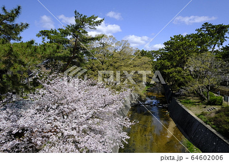 西宮の桜の名所 夙川オアシスロード 西宮の桜の名所 夙川オアシスロード 64602006
