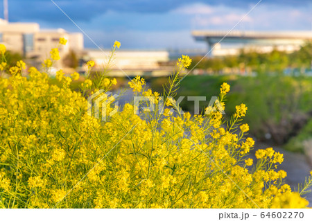 河原に咲く綺麗な菜の花 64602270