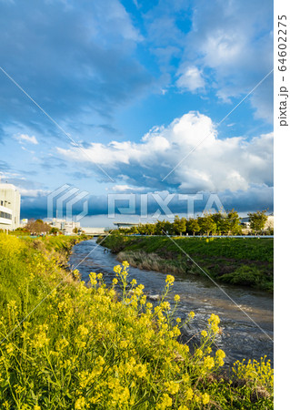 河原に咲く綺麗な菜の花 64602275