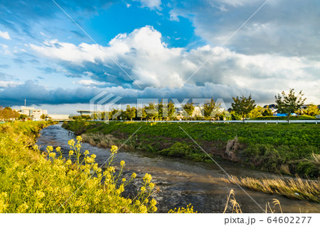 河原に咲く綺麗な菜の花 64602277