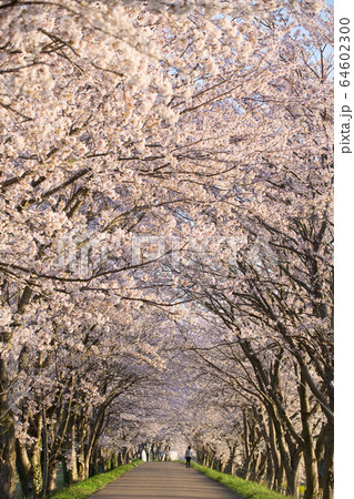 高時川の桜並木2020 64602300