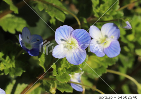 オオイヌノフグリの青色の花 オオイヌノフグリの青色の花 64602540