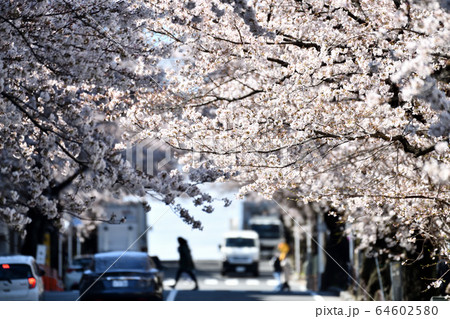 駅前　サクラ　トンネル 64602580