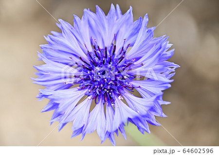 ヤグルマギク 64602596