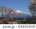 富士山と桜 64602649