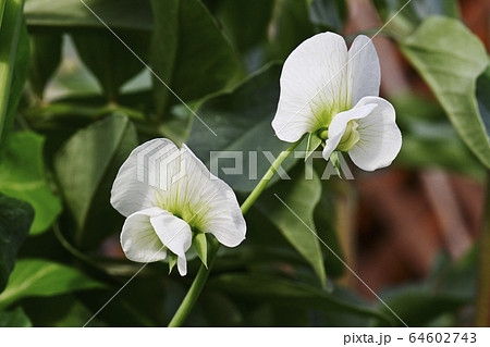 えんどう豆の花の写真素材
