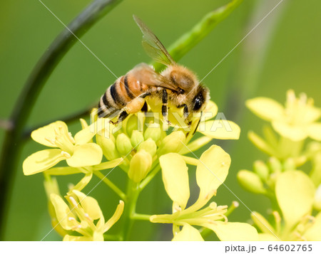 菜の花にミツバチ 64602765