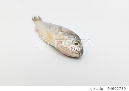 早期 魚 食用 64602789