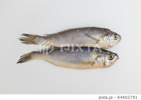 早期 魚 食用 64602791