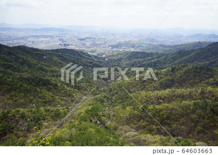 緑 春の花 ボヒョンボン 64603663