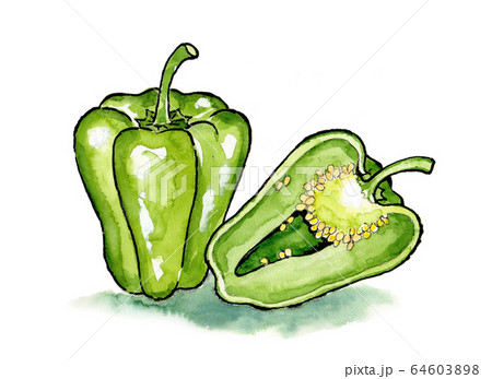 ピーマン水彩イラストのイラスト素材 [64603898] - PIXTA