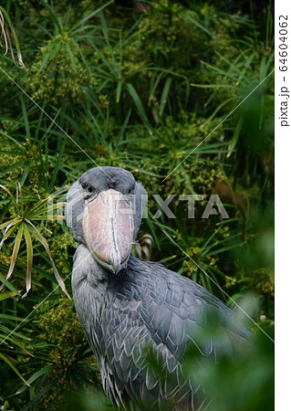 ハシビロコウ40 ハシビロコウ40 64604062