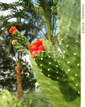 Cactus plants with bright red flower Cactus plants with bright red flower 64604441