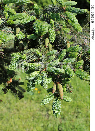 Branch of spring coniferous tree with cones 64604456