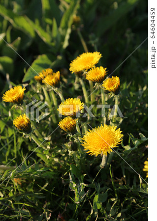 Bright yellow dandelions close-up Bright yellow dandelions close-up 64604459