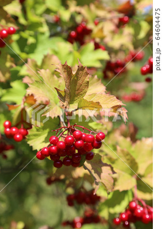 Branches of viburnum with ripe red berries 64604475