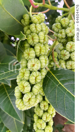 Branches with fruits of Phytolacca dioica or Lakonos dioecious Branches with fruits of Phytolacca dioica or Lakonos dioecious 64604476