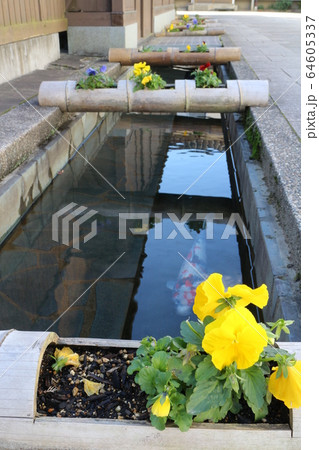 大洲 おはなはん通り 大洲 おはなはん通り 64605337