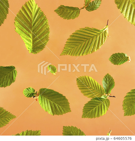 Bright green leaves on a peach background. Bright green leaves on a peach background. 64605576